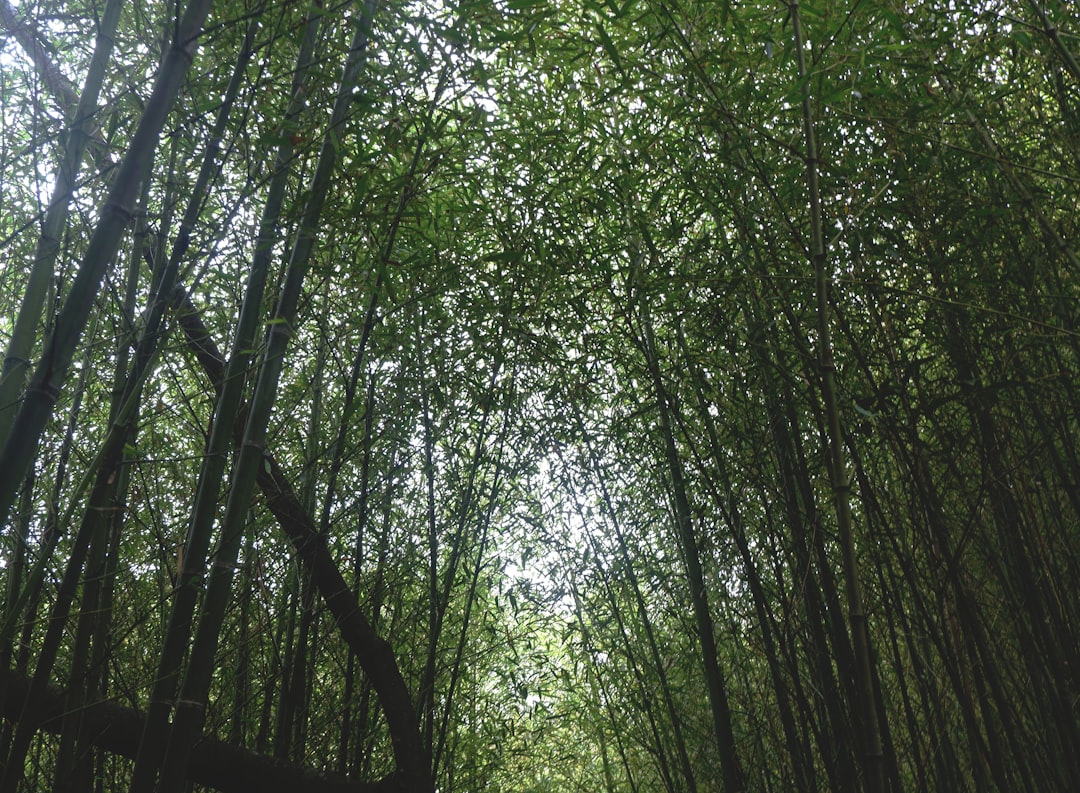 Carbon Footprint of Cleaning Products