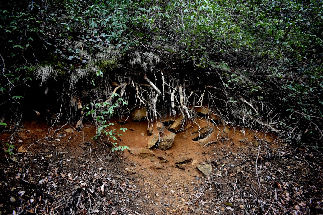 The Rhizosphere Model: Learning from Plant-Microbe Relationships